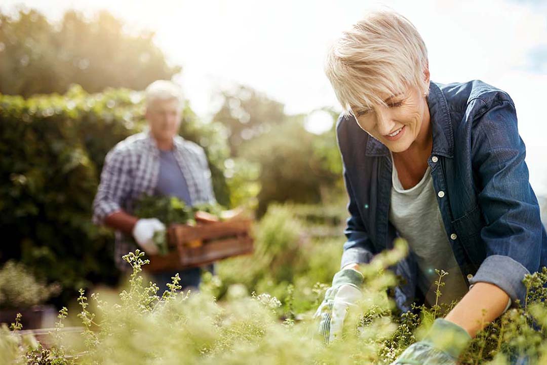 Älteres Paar bei der Gartenarbeit