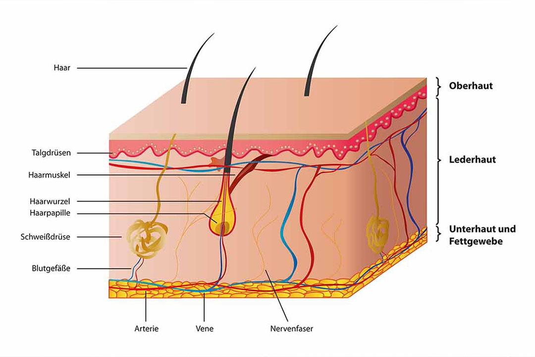 Darstellung - Aufbau der Haut mit Kennzeichnungen