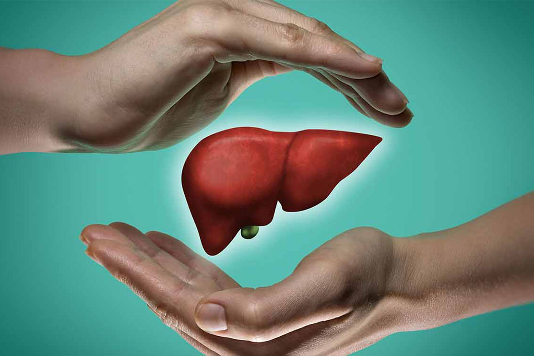Darstellung einer Fettleber zwischen zwei Händen