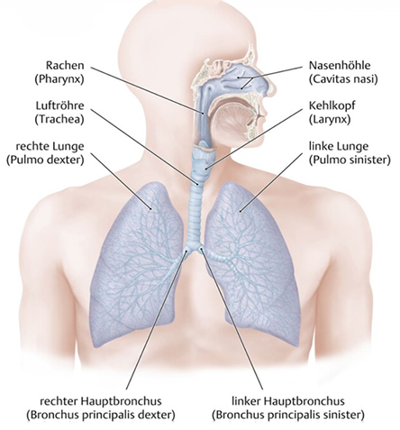 Grafik der unteren Atemwege (Lunge, Luftröhre, Nase und Mund)